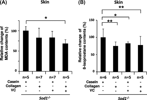 Fig. 2. Treatment with CP and the VC derivative significantly decreased lipid peroxidation in the hairless Sod1−/− skin.Notes: The (A) MDA and (B) 8-isoprostane content in skin lysates obtained from hairless Sod1−/− male mice treated with the casein peptide only, CP only, casein peptide plus the VC derivative and CP plus the VC derivative. The data indicate the mean ± SD; *p < 0.05, **p < 0.01.