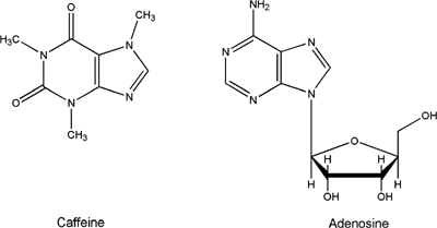 Figure 1 Chemical structures of caffeine and adenosine.