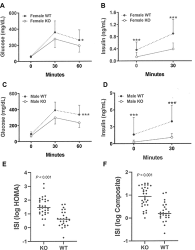 Figure 8 Improved glucose homeostasis in adult Gpr75 KO mice. (A) Glucose excursions, and (B) 0-minute and 30-minute insulin levels, from OGTTs performed on HFD-fed female Gpr75 KO mice (n=28) and their WT littermates (n=20) at 24–30 weeks of age. (C) Glucose excursions, and (D) 0-minute and 30-minute insulin levels, from OGTTs performed on HFD-fed male Gpr75 KO mice (n=31) and their WT littermates (n=25) at 24–36 weeks of age. Log-transformed (E) HOMA and (F) composite insulin sensitivity index (ISI) values for all mice; higher ISI values indicate increased insulin sensitivity. KO mice different from WT mice, *P < 0.05, ***P < 0.001.