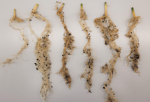 Fig. 6 Symptoms of root infection caused by Pythium myriotylum on cannabis plants with and without application of four biocontrol agents. Treatments from left to right are: Pythium myriotylum, water, Rootshield, Asperello, Lalstop and Stargus. Plants treated with biocontrol agents had roots that were larger in volume, with reduced symptoms of necrosis, and had more intact root hairs compared to plants that received the pathogen only. Roots were removed from the pots 21 days after inoculation with Pythium. Results shown are from experiment 2.