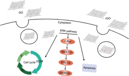 Figure 8 Schematic diagram of the GO and rGO nanosheets-induced effects on PC12 cell cycle arrest and apoptosis.Note: Graphene nanosheets are endocytosed and activate the ERK signaling pathway to regulate the cell cycle and to induce apoptosis.Abbreviations: GO, graphene oxide; rGO, reduced graphene oxide.