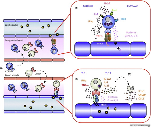 Figure 1. T cell effector mechanisms in a lung infected by influenza A virus (Gruta and Turner Citation2014).