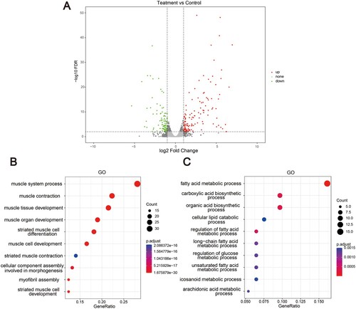 Figure 4. RNA-seq of the liver of ApcMin/+ mice ingested different concentrations of Neu5Gc. (A) Volcano plot of DEGs in livers; (B) Top 10 enriched GO pathways of the up-DEGs involved the liver of ApcMin/+ mice; (C) Top 10 enriched GO pathways of the down-DEGs involved the liver of ApcMin/+ mice.