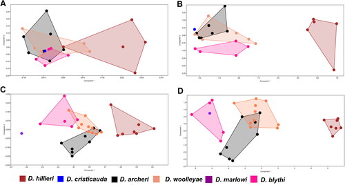 Figure 4. Cranial analysis with females and males separate. A, PCA with females only; B, allometry-corrected PCA with females only; C, PCA with males only; D, allometry-corrected PCA with males only. Not that due to presence of indeterminate material, fewer specimens were available for these analyses.