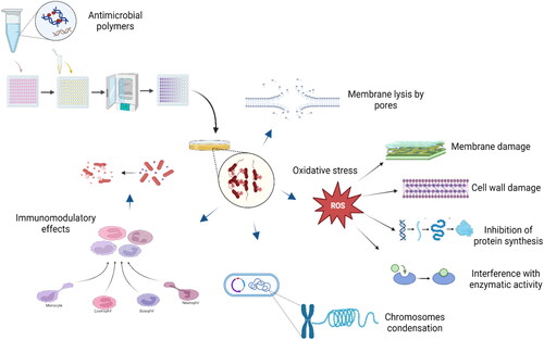 Figure 6. The schematic of the mode of action of APs: membrane lysis by forming pores; production of oxidative stress, which interferes with damage to the cell wall and cell membrane, inhibits protein synthesis, and interferes with enzymatic activity; condensation of bacterial membrane; indirect inhibition of pathogens through immunomodulatory effects. Created with BioRender.com.