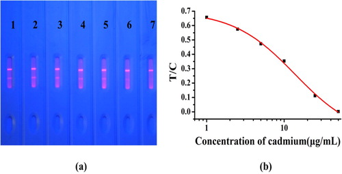 Figure 5. Performance of the test strip. (a) Typical photo image of cadmium detection by fluorescent test strip in rice samples. 1 = 0 µg/kg, 2 = 1 µg/kg, 3 = 2.5 µg/kg, 4 = 5 µg/kg, 5 = 10 µg/kg, 6 = 25 µg/kg, and 7 = 50 µg/kg; The cut-off value for cadmium was 50 µg/kg in rice sample. (b) Calibration curve obtained by a strip reader. The X-axis is shown as the concentrations of cadmium; and the Y-axis is shown as the T/C value.
