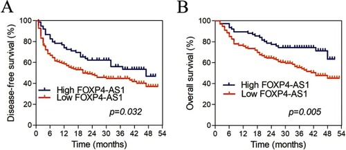 Figure 2 Kaplan-Meier curves for FOXP4-AS1 in HCC based on qRT-PCR. (A) Disease-free survivals of groups with low and high levels of FOXP4-AS1. (B) Overall survival of groups with low and high levels of FOXP4-AS1.