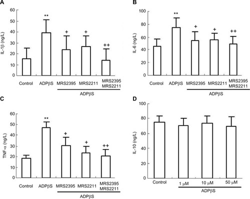 Figure 4 Enzyme-linked immunosorbent assay results show the IL-1β, IL-6, IL-10, and TNF-α release from cultured rat dorsal spinal cord microglia cells.
