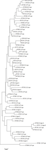 Figure 1 Phylogenetic analysis of several toxin types (Fc, Fp, C and A carrying cpb2 gene) of C. perfringens isolates created by the maximum likelihood method based on composite sequences of eight housekeeping gene fragments using MEGA 7.0 software.