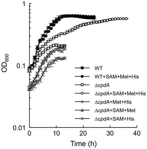 Figure 3. Effects of methionine, SAM, and histidine on the growth of ΔcpdA. Cells were aerobically grown in LMM containing 0.1 mM methionine (Met), 0.1 mM histidine (His), and/or 35 μM SAM. Error bars represent standard deviations of means that were calculated from at least triplicate cultures.