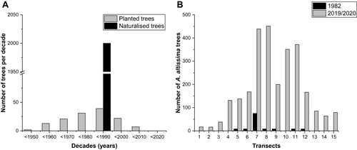 Figure 2 (A) Number of Ailanthus altissima trees planted in Leipzig per decade (gray) and feral trees identified in a detailed mapping by Gutte et al (1987).Citation27 (B) Numbers of A. altissima plants in 1982Citation27 and in 2019/2020, counted along an east-west transect with grid sizes of 600×600 m in Leipzig. Sites 6–10 were located at the city center.