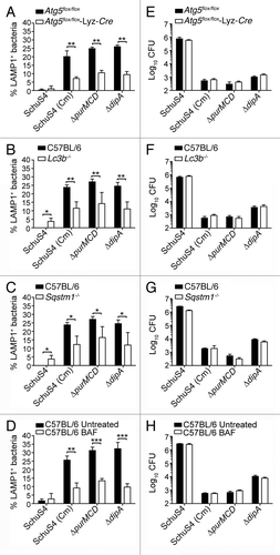 Figure 6. Vacuolar capture, but not intracellular killing, of replication-deficient Francisella is dependent on Atg5, Lc3b and Sqstm1. BMMs were infected with either SchuS4 or its derivatives, left untreated or treated with 100 nM BAF at 10 h p.i., and processed for immunofluorescence microscopy at 16 h p.i. (A–D) or enumeration of viable intracellular bacteria at 24 h p.i. (E–H). (A–D) Quantification of bacteria within endosomal vacuoles in (A) Atg5flox/flox and Atg5flox/flox-Lyz-Cre, (B) C57BL/6 and Lc3b−/−, (C) C57BL/6 and Sqstm1−/−, or (D) untreated and bafilomycin A1 (BAF)-treated C57BL/6 BMMs. Infection and data analysis of Lc3b−/− (B) and Sqstm1−/− (C) BMMs share the same set of C57BL/6 controls because these experiments were done simultaneously. Samples were processed for immunofluorescence labeling of bacteria and LAMP1-positive membranes, and the numbers of bacteria enclosed within LAMP1-positive compartments were scored. At least 100 bacteria per experiment were scored for each condition. Data are means ± SD from three (A and D) or four (B and C) independent experiments. Asterisks indicate statistically significant differences (*p < 0.05, **p < 0.01, ***p < 0.001, two-tailed unpaired Student’s t-test). (E–H) Intracellular survival of SchuS4 or its derivatives in (E) Atg5flox/flox and Atg5flox/flox-Lyz-Cre, (F) C57BL/6 and Lc3b−/−, (G) C57BL/6 and Sqstm1−/− or (H) untreated and BAF-treated C57BL/6 BMMs. Intracellular bacteria were enumerated from CFUs at 24 h p.i. Data are means ± SD from a representative experiment performed in triplicate out of two independent repeats.