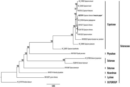 Figure 1. Maximum likelihood reconstruction of the 18 (including arnacucho chili pepper, C. chinense) whole chloroplast genome sequences, and one outgroup. Numbers above the branches represent bootstrap values, with only values higher than 70% shown. Names given to clades refer to the tribes in Solanaceae. Branch length (number of substitutions per site) is represented by a scale bar (bottom).