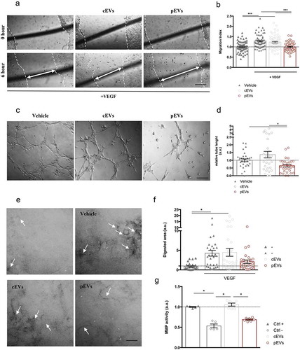 Figure 1. pEVs affect endothelial cell migration and matrix remodelling in vitro. (a, b) Scratch assay was made by scratching a line across the bottom of the dish on a confluent SVEC4-10 monolayer. Cells were treated for 6 h with the medium (Vehicle: DMEM low Glu, 1%P/S, 1% L-Glu; Positive control: Vehicle plus 50 ng/mL VEGF) and 1.75 μg/mL of either cEVs or pEVs. The closure of the wound was quantified with the difference between initial and final scratched areas (Migration Index), calculated by ImageJ and normalized on the vehicle without VEGF. (c, d) For the tube-formation assay SVEC4-10 were seeded in a Matrigel-coated well in the presence of EVs (1.75 μg/mL), using the medium as control (Vehicle: DMEM low Glu, 1%p-s, 1% L-Glu, 10% FBS). After 6 h of incubation, cells were imaged and the quantification of segment length was performed using the ImageJ Angiogenesis Analyze plugin, and normalized on the vehicle. (e, f) The effect on the ECM remodelling was analysed by the FITC-gelatin assay. SVEC4-10 were seeded on the top of the gelatin-coated dishes and cultured for 6hrs with the medium supplemented with 50 ng/mL VEGF in the presence or not of 1.75 μg/mL of either cEVs or pEVs. The vehicle (DMEM low Glu, 1%P/S, 1% L-Glu) was used as control. Cells were then imaged by confocal microscopy and the quantification of the black-digested area (indicated by the with arrows), measured by ImageJ. (g) Analysis of the MMP9/12 activity in the presence of pEVs with InnoZyme MMP2/MMP9 activity assay kit (Millipore) following manufacturer’s instructions. Data are expressed as means ± SEM (3 independent experiments). Kruskal–Wallis test with Dunn’s multiple comparisons test; *P < 0.05. Scale bar A-C, 150 μm. Scale bar E, 10 μm.