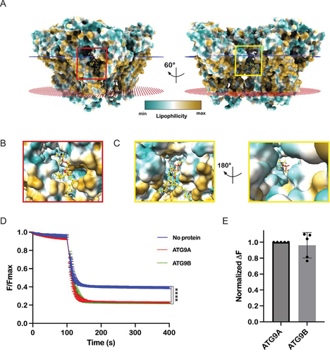 Figure 5. Lipid docking suggests ATG9B is a functional lipid scramblase. (A) POPC (yellow sticks) docked at putative lipid bindings Site I (red box) and Site II (yellow box). Structure of ATG9B shown as surface colored by lipophilicity/hydrophobicity. Close up of POPC in Site I (B) and Site II (C). in vitro scramblase assay activity of ATG9B and ATG9A in proteoliposomes. Error bars are standard deviation (SD) (n = 3), statistical analysis was done using one-way Kruskal-Wallis test (****; p < 0.0001). Data were fit to a ‘plateau followed exponential decay function with R2 values of 0.9988, 0.9965 and 0.9743 for the control, ATG9A and ATG9B data respectively (D). (E) quantification of change of fluorescence in ATG9A vs ATG9B at 200 seconds, normalized to ATG9A, error bars are SD (n = 5), statistical analysis done by unpaired t-test.