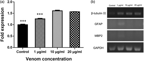 Figure 4. Effects of venom on expression levels of neuronal biomarkers in vitro. mRNA levels of β-tubulin III after 10 days differentiation and crude venom exposure (a). Specific gene expression determined by RT-PCR (b). Note: C17.2 cells were exposed to 1, 10 or 20 μg/mL of C. jingzhao crude venom in differentiation medium for 10 days. Error bars represent means ± SD (n = 3). ***P < 0.001.