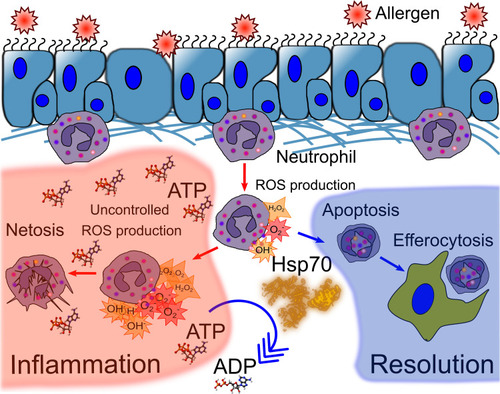 Figure 1 HSP70 prevents neutrophil hyperactivation at the site of inflammation. Production of reactive oxygen species (ROS) is one mechanism of neutrophil defense against pathogens; however, the trigger of ROS production can also cause damage to host tissues or damage-associated molecular patterns (DAMPS). ATP is known to stimulate ROS production. Uncontrolled ROS production leads to NETosis and inflammation progression. HSP70, as an ATPase, can dephosphorylate ATP to ADP, which is less pyrogenic than ATP, and thus prevent uncontrolled ROS production. Moreover, HSP70 was involved in switching from necrosis and NETosis of neutrophils to apoptosis. Apoptosis and efferocytosis of apoptotic neutrophils are associated with inflammation resolution.