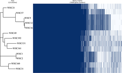 Figure 1 Phylogeny of K. pneumoniae isolated based on differences in SNPs.