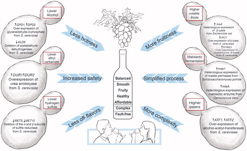 Figure 18. A range of genetically engineered wine strains from Saccharomyces cerevisiae (i) to decrease the concentration of alcohol, thereby reducing “hotness” in wine; (ii) to increase the safety of wine products by restricting the production of urea, thereby limiting the production of ethyl carbamate; (iii) to reduce the formation of hydrogen sulfide, thereby eliminating H2S-associated off-flavors; (iv) to increase the release and conversion of nonvolatile grape-derived thiols into volatile aromas, thereby increasing fruitiness in wine; (v) to enable yeast to assimilate malate and convert malic acid into lactic acid without the involvement of malolactic bacteria, thereby simplifying the winemaking process; and (vi) to optimize the ester content, thereby producing more-complex and well-balanced wines.