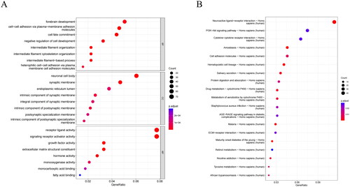 Figure 6. Analysis of biological differences between high/low-risk groups. (A) GO annotation of DEGs between high/low-risk groups. (B) KEGG enrichment analysis of DEGs between high/low-risk groups. The bubbles represent different functions or pathways, where the color changes from red to dark blue, indicating the P-value of the corresponding function from low to high.