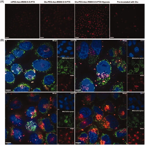 Figure 5. Cellular uptake and subcellular localization evaluation. (a) LSCM images of A549 cells after co-incubation with micelles, the scale bar was 70 µm; (b) LSCM images of A549 cells after treating with mPEG-Azo-IR808-S-S-PTX and Glu-PEG-Azo-IR808-S-S-PTX under normoxic conditions (a, b) and hypoxic conditions (c, d), the scale bar was 7 µm.