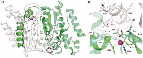 Figure 2. Structure of EcoCAβ (PDB code 1I6OCitation2) (A) Ribbon representation of the dimer. (B) View of the active site. The Zn(II) ion is represented as a magenta sphere. Chain A and chain B are coloured white and green, respectively. Amino acids in the active site are labelled with one letter symbols (blue for chain A and black for chain B): A, Ala; C, Cys; D, Asp; H, His; I, Ile; K, Lys; L, Leu; R, Arg; V, Val; W, Trp; Y, Tyr.