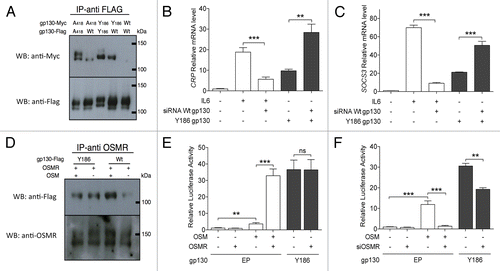 Figure 3. Interaction of IHCA gp130 mutants with wild-type gp130 and OSMR. (A) MYC- or Flag-tagged constructs expressing either wild-type (WT) gp130 or the inflammatory hepatocellular adenoma (IHCA)-associated gp130 mutants A418 or Y186 were co-transfected (1:1) into Hep3B cells. Gp130 hetero- and homo-dimerization in the absence of interleukin-6 (IL-6) was assessed by immunoprecipitation using the anti-Flag antibodies followed by immunoblotting. (B and C) Hep3B cells (n = 3) were co-transfected with a control vector or a plasmid expressing the Y186 gp130 mutant and a control siRNA (−) or a siRNA specific for WT gp130 (+) and quantitative PCR was used to examine the effects on transcription of STAT3 target genes. Shown is the mean ± SD expression level of endogenous CRP (B) and SOCS3 (C) transcripts in cell expressing gp130 mutants relative to WT gp130 (1-fold). On hundred ng/mL IL-6 was added to the culture medium where indicated. (D) The dimerization potential of the oncostatin M receptor (OSMR) with WT or mutant gp130 in the absence of OSM was assessed in Hep3B cells expressing Flag-tagged WT or mutant gp130. Shown are the immunoblots of immunoprecipitates obtained with anti-OSMR antibodies in the presence or in the absence of 100 ng/mL OSM. (E) Hep3B cells were co-transfected with the STAT3-luciferase reporter and a control vector (EP) or plasmids encoding the Y186 gp130 mutant or OSMR, as indicated. One hundred ng/mL OSM was added when indicated. Shown are the mean ± SD luciferase activities determined from triplicate co-transfections. (F) The knockdown of OSMR in Hep3B cells (n = 3) impairs STAT3 activity a driven by the Y186 gp130 mutant or treatment with 100 ng/mL OSM. Shown are the mean luciferase activities ± SD relative to cells transfected with the EP only. Results were confirmed using a second siRNA (data not shown). Statistical significance was determined by 2-tailed Student t test; **P < 0.01; ***P < 0.001.