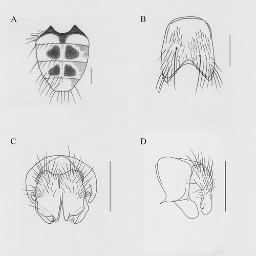 Figure 7. Helina setosiannosa Xue, sp. nov. (A) Male, abdomen in dorsal view; (B) male, sternite 5 in ventral view; (C) male, cerci in posterior view; (D) male, terminalia in profile. Scale bars: A, 1 mm; B–D, 0.5 mm.