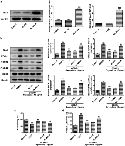 Figure 5. Oxycodone alleviated the damage of activity and toxicity in OGD/R-induced brain microvascular endothelial cells through RhoA/ROCK/MLC2 signal. (a) The mRNA and protein expressions of RhoA were detected using RT-qPCR and Western blot, respectively. (b) The protein expressions of RhoA, ROCK1, ROCK2, P-MLC2 and MLC2 were detected using Western blot. (c) The viability was detected using MTT. (d) The relative LDH level was detected using LDH assay. ***P < 0.05 vs. control; ###P < 0.001 vs. OGD/R; $$P < 0.01 and $$$P < 0.001 vs. Ov-NC.