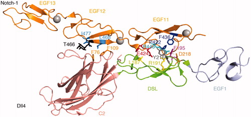 Figure 3. The Notch Dll4 complex. Crystal structure of the Dll4 C2 to EGF1 region in complex with Notch1 EGF11-13 (Luca et al., Citation2015). The C2 domain makes similar contacts with EGF12 of Notch1 to those observed for Jag1 ligand, involving conserved Phenylalanine residues (F76, F109). The DSL domain residue F195 (conserved with Jag1 F207) is similarly buried in the EGF11/Jag1 interface and Leu187, a conserved substitution for Jag1 F199, is similarly involved. Differences in detail can be discerned between the Jag1 and Dll4 complexes. The EGF11 conserved R448 forms a salt bridge with DLL4 D218 (orange) and its side chain is buried by the DSL domain residue Y216 (grey), side chain interactions which do not exist for the Jag-1 complex.