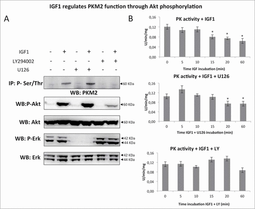 Figure 5. IGF1 regulates PKM2 function through Akt phosphorylation. (A) Calu-1 cells were treated by IGF1, IGF1 in presence of LY294002 or alternatively U126. Representative immunoprecipitation experiment showing PKM2 Ser/Thr phosphorylation. Total cell lysates were subjected to immunoblotting analysis using specific antibodies against phospho Akt, Akt, phospho ERK1/2 and ERK1/2. (B) Measure of PK activity in Calu-1 homogenate, incubated with IGF1, IGF1 + U126 or IGF1 + LY, respectively. The enzymatic activity is expressed as U/min/mg, and represent al least 5 experiments for each value. The * indicates that the value is statistically different to that of control (0 min) for P < 0.01.