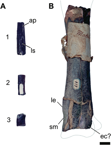 Figure 18. Additional dinosaur specimens from Bahia state (modified from Gallo Citation1993; Gallo et al. Citation2023). A, partial neosauropod tooth crowns (1–3); B, probable theropod humerus with tyrannosauroid affinities in anterior view. Anatomical abbreviations: ap, apical portion; ec, epicondyle; le, laterodistal expansion; ls, labial surface; sm, sinuous margin. Scale bar = 10 mm.