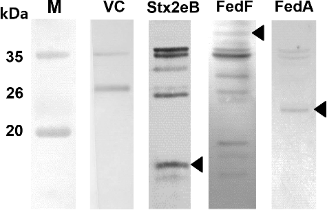 Figure 1. Immunoblotting using each anti-Stx2eB, FedF, and FedA hyper immune sera. Western blot analysis of the recombinant antigen protein expressed in the JOL912 ghost strain. JOL1400, the plasmid pJHL184 electrophorated into JOL912 was used as a vector control. The arrowheads in Stx2eB, FedF, and FedA indicated ∼13, ∼40, and ∼24 kDa, respectively. M: molecular weight marker, VC: vector control.