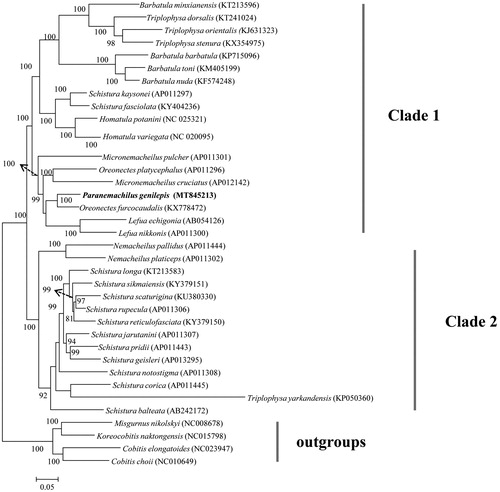 Figure 1. Maximum likelihood tree showing the relationships among 32 Nemacheilidae species based on 13 protein-coding genes. Values on branches indicate bootstrap values from maximum likelihood analyses.