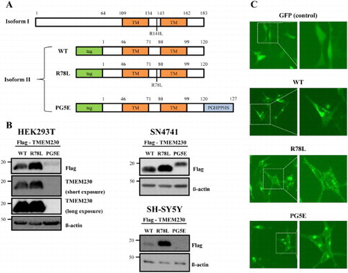 Figure 1. Expression of TMEM230. (A) A scheme of TMEM230 WT and the tested mutants in isoforms 1 and 2. The locations of two putative transmembrane domains (TM), in R78L and PG5E (PGHPPHS) are indicated. (B) Western blot images of Flag-TMEM230 WT, -TMEM230 R78L or -TMEM230 PG5E expressed in SN4741, HEK293T and SH-SY5Y cells. (C) Fluorescence microscopic images of SN4741 cells expressing GFP, GFP-TMEM230 WT, -TMEM230 R78L or -TMEM230 PG5E.