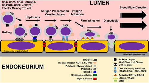 Figure 3. Hypothetical initial antigen-specific effector memory CD4+ Th1 T-cell trafficking at the blood-nerve barrier. Guided by published data from human in vitro leukocyte trafficking assays across microvascular endothelial cells from other organs, and unpublished data from untreated adult AIDP patient single cell transcriptomics compared to healthy age- and sex-matched controls, recently activated antigen-specific effector memory CD4+ Th1 T-cells roll on the endoneurial endothelium luminal surface via interactions between P-Selectin Glycoprotein-1 interacting with P-Selectin, followed haptotaxis driven by chemokines constitutively expressed by endoneurial endothelial cells (e.g. CX3CL1) bound to specific glycosaminoglycan that attract leukocytes expressing the corresponding chemokine receptor (e.g. CX3CR1). Effector memory CD4+ T-cells then engage with endothelial cells expressing endogenous peripheral nerve-derived peptides on the MHC class II α-chain via its TCRαβ complex.If there is a mismatch, the effector memory CD4+ T-cell disengages from the peripheral nerve microvascular endothelium surface back into circulation. If there is a match, co-stimulation (e.g. via CD40L-CD40 or ICOS-ICOSL interactions) activates the antigen-specific effector CD4+ T-cell with consequential conformational change in leukocyte integrins (e.g. CD11b, CD49d) from inactive to active forms that facilitate firm adhesion to the endothelium by via binding to selective cell adhesion molecules (e.g. ICAM-1, VCAM-1). Effector memory CD4+ T-cells then develop protrusions and crawl to inter-endothelial cell junctions, and undergo diapedesis through homophilic interactions (e.g. CD99) with the endoneurial endothelial cell junctional membrane. Matrix metalloproteinases (e.g. MMP2, MMP9 [not shown]) are secreted from the leading protrusion to break down the endothelium basement membrane to permit effector memory CD4+ T-cell entry into the endoneurium.