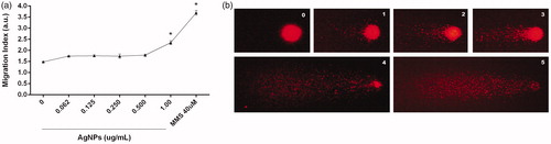 Figure 4. DNA damage induced by AgNP. (a)=DNA migration index (MgI) in arbitrary units (a.u.) use to reflect levels of strand-breaks (Comet assay) in BMDC exposed 12 h to AgNP. (b) Representative photos of comets; numbers indicate Comet scores based on nucleus ratio (r). Methyl methane sulfonate (MMS)-treated cells = positive control. *p < 0.05 vs. untreated control.