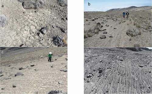 Figure 13. Examples of freeze–thaw impacts, including (a) patterned ground at 4,170 m.a.s.l., (b) stone stripes at 4,590 m.a.s.l., (c) surface pattern due to needle ice at 4,700 m.a.s.l., and (d) stone stripes at 5,735 m.a.s.l.