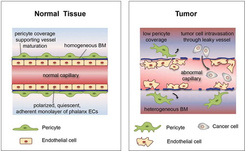 Figure 1. Tumor vessels are structurally and functionally abnormal.Endothelial cells lining tumor vessels demonstrate aberrations in shape, they are hyperproliferative and hypermigrative and are often separated by wide and irregular inter-endothelial junctions. In addition, tumor vessels are covered by fewer pericytes, which are often detached from endothelial cells. These structural abnormalities lead to hypoperfusion and hypoxia, which stimulate cancer cells to escape and metastasize in distant organs. Moreover, the accompanying functional aberrations limit delivery and distribution of chemotherapeutics to and into the tumors. BM: basement membrane. Adapted from [Citation9].