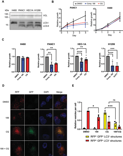 Figure 5. Compound 189 reduces autophagy levels and the growth of autophagy-addicted pancreatic cancer cells. (A) Western blot showing levels of lipidated and free LC3B in autophagy addicted PANC1, HEC-1A, and NCI-H1299 cells and control non-autophagy addicted NCI-H460 cells. VCL was used as a loading control. (B) PANC1 and NCI-H460 cell lines were treated with 5 µM compound 189, and viability was measured over the course of 4 day by CellTiter-Glo assay. CQ (10 µM) was used as a positive control for autophagy inhibition. Data represent the mean ± SD of 3 repetitions, normalized to day 0, time at which drug was added. Statistical significance was determined by two-way analysis of variance (ANOVA) with Tukey’s multiple comparisons test, **P < 0.01; ***P < 0.001. (C) Relative viability of PANC1, HEC-1A, NCI-H1299 and NCI-H460 cells after 4-day incubation with either DMSO, compound 189 (5 µM, PANC1, NCI-H460 or 10 µM, HEC-1A, NCI-H1299), CQ (10 µM, PANC1, NCI-H460, HEC-1). Note that since NCI-H1299 cells did not respond to CQ, ULK1 inhibitor (10 µM) was used instead as a control for an established autophagy inhibitor. Statistical significance was determined by ordinary one-way ANOVA with Tukey’s multiple comparisons test, **P < 0.01; ***P < 0.001; ****P < 0.0001. Data is presented as growth relative to DMSO treated cells, mean ± SD of n = 3 (PANC1, H460), n = 11 (HEC1A) or n = 6 (NCI-H1299) biological repeats. (D) RFP-GFP-LC3B PANC1 stable cells were treated with compound 189 (10 µM) and CQ (10 µM) for 24 h, followed by fixation and DAPI staining, and imaged by confocal microscopy. Scale bar: 10 µm. (E) Quantification of number of autophagosomes (yellow) and autolysosomes (red) per cell. The number of autolysosomes was calculated as the number of red dots minus the green dots (autophagosomes). Data was normalized to the number of autolysosomes in the DMSO-treated cells, mean ± SD, n = 3 independent biological repeats. Statistical significance was determined by two-way ANOVA with Sidak’s multiple comparisons test, *P < 0.05; ***P < 0.001.