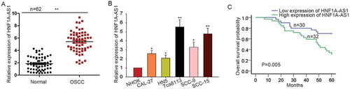 Figure 1. High expression of HNF1A-AS1 predicted unfavorable prognosis for patients with OSCC. A-B. The expression pattern of HNF1A-AS1 in OSCC tissues and cells was examined by qRT-PCR. C. The correlation between the HNF1A-AS1 expression and the overall survival of patients with OSCC was analyzed with Kaplan-Meier analysis. *P < 0.05, **P < 0.01 vs. control group.