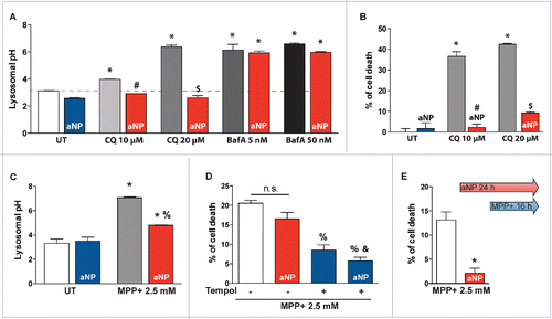 Figure 3. Acidic nanoparticles rescued lysosomal pH after lysosomal inhibitor treatment and PD-related toxin exposure. (A) Lysosomal pH values as measured ratiometrically using LysoSensor Yellow/Blue DND-160 in untreated cells, 10 and 20 µM chloroquine (CQ) or 5 and 50 nM bafilomycin A1 (BafA)-treated cells, with or without PLGA-aNP incubated concurrently for 24 h or 1 h respectively. (B) Cell death in CQ-treated cells incubated with or without PLGA-aNP. (C) Lysosomal pH values in untreated (UT) and MPP+-intoxicated M17 cells, in the absence or presence of PLGA-aNP treatment. (D) Cell death in MPP+-treated M17 cells after incubation with PLGA-aNP for 24 h, in the presence or the absence of Tempol (500 µM). (E) Cell death measured after PLGA-aNP incubation for 24 h prior to 16 h of MPP+ treatment. In all panels, n=3 to 5 per experimental group. *, P<0.05 compared with control untreated cells; #, P<0.05 compared with CQ (10 µM)-treated cells; $, P<0.05 compared with CQ (20 µM)-treated cells; %, P<0.05 compared with MPP+-treated cells; and &, P<0.05 compared with MPP+-intoxicated cells treated with PLGA-aNP.