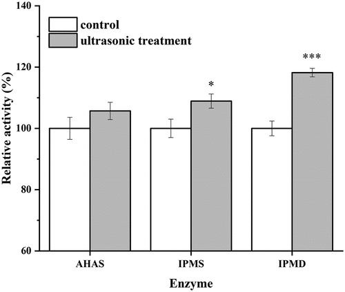Figure 7. Relative activity of AHAS, IPMS, and IPMD in cells from the stationary phase with and without ultrasound treatment. The enzyme activities in the control were set 100%. The data represent the means ± standard deviations from three independent experiments. *P ≤ 0.05, **P ≤ 0.01, ***P ≤ 0.001。
