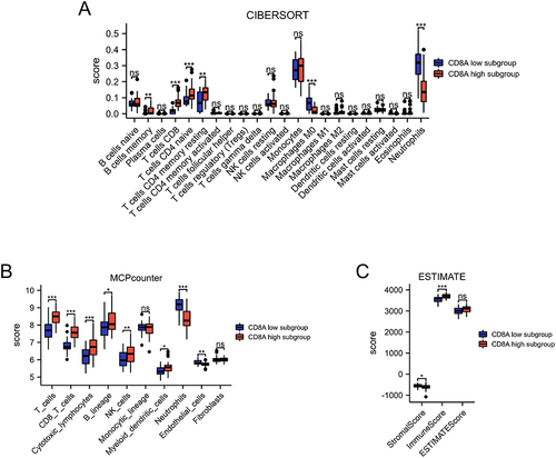 Figure 9 Immune cell infiltration analysis. (A) CIBERSORT scores of 22 immune cell types between CD8A low and high groups. (B) MCPCounter scores of stromal cells or immune cells between CD8A low and high groups. (C) Stromalscore, Immunescore, and ESTIMATEScore between CD8A low and high groups. *p < 0.05, **p < 0.01, and ***p < 0.001.