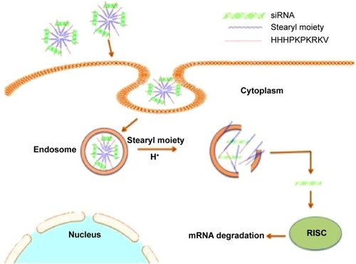 Figure 11 The schematic of STR-HK–siRNA complex uptake and endosomal release.Abbreviations: siRNA, small interfering RNA; RISC, RNA-induced silencing complex; mRNA, messenger RNA.