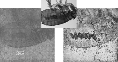 Figure 5 Experimental reconstruction of a dog flea: microscope image (top); reconstructed amplitude (left bottom); reconstructed phase (right bottom).