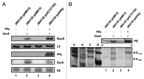 Figure 2. DsrA·rpoS duplex formation does not lead to efficient translation of rpoS mRNA in the absence of Hfq. (A) Immunodetection of RpoS, L9 ribosomal protein (loading control), and Hfq protein and detection of DsrA and 5S rRNA in the hfq- strain JW4130 harboring plasmid pNM12 (control; lane 1), pNM13 (encoding DsrA; lane 2), pACYC184 (control; lane 3), and pAHfq (encoding hfq; lane 4), respectively. The proteins and RNAs were visualized as described in the legend to Fig. 1. Only the relevant sections of the immunoblots and autoradiographs are shown. (B) Lanes 1–4, primer extension analysis of total RNA isolated from strains JW4130(pNM12), JW4130(pNM13), JW4130(pACYC184), and JW4130(pAHfq), respectively. The primer extension (PE) signals for rpoS mRNA isolated from the different strains are shown on top. The RNase III-mediated cleavage signals in rpoS mRNA are marked by arrows (G-112 and A-109). U, A, C, G, sequencing ladder.