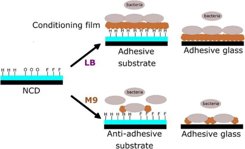 Figure 1. Influence of the culture media and surface termination on the bacterial adhesion onto UNCD films. Reproduced from [Citation206] with permission.