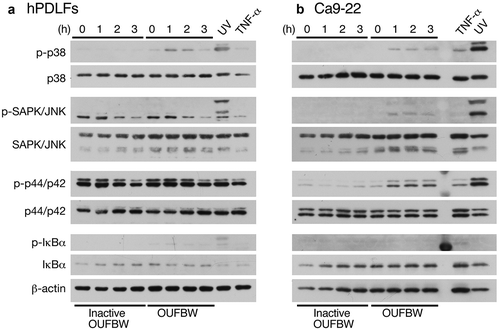 Figure 3. Phosphorylation of MAPK induced by OUFBW. The hPDLFs (a) and Ca9-22 cells (b) were stimulated with medium, inactive OUFBW or OUFBW for 10 min. Cells stimulated with ultraviolet irradiation for 20 min or 500 ng/mL of TNF-α for 2 h were used as the positive controls. Activation of the MAPK cascade was analyzed to detect the phosphorylation of p38 MAPK, SAPK/JNK, or p44/p42 MAPK (Erk1/2) using their phosphorylation-specific antibodies. The levels of β-actin as the loading control were also examined.