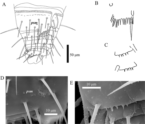 Figure 5. Acerentomon italicum Nosek, Citation1969. Last abdominal segments: pores are labeled (ac = anterocentral, psm = posterosubmedial). A, tergites VIII–XII; B, comb on tergite VIII (from Nosek Citation1969); C, hind border of pleurite VIII (from Nosek Citation1969); D, detail of pore psm on tergite VIII (scanning electron microscope, SEM); E, detail of hind border of pleurite VIII (SEM).